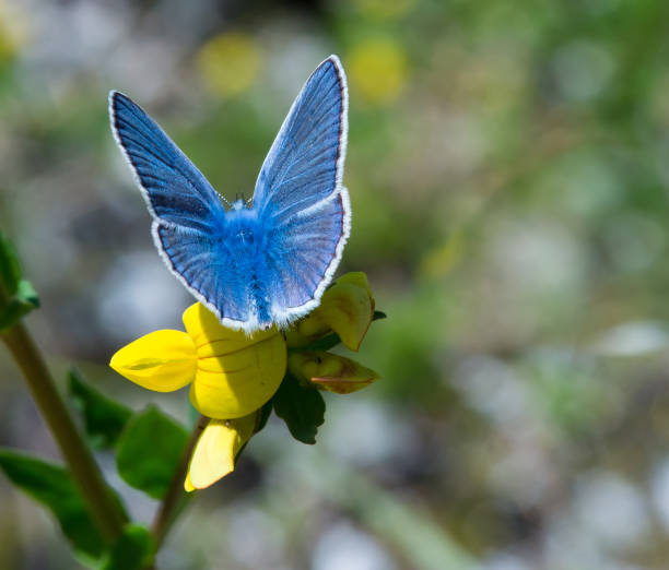 common blue butterfly (polyommatus icarus) on yellow birdsfoot blossom (lotus corniculatus) in alpine meadow with blurred bokeh background common blue butterfly (polyommatus icarus) on yellow birdsfoot blossom (lotus corniculatus) in alpine meadow with blurred bokeh background lotus corniculatus stock pictures, royalty-free photos & images