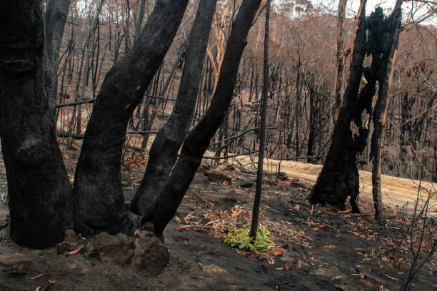 istock Australian bushfires aftermath: eucalyptus trees recovering after severe fire damage. Eucalyptus can survive and re-sprout from buds under their bark or from a lignotuber at the base of the tree. 1202415292