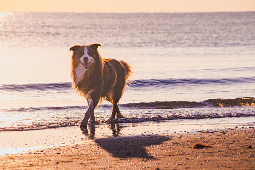 dog enjoying walk on sandy beach in the morning during beautiful ocean sunrise at Rivazzurra (Rimini/Italy)