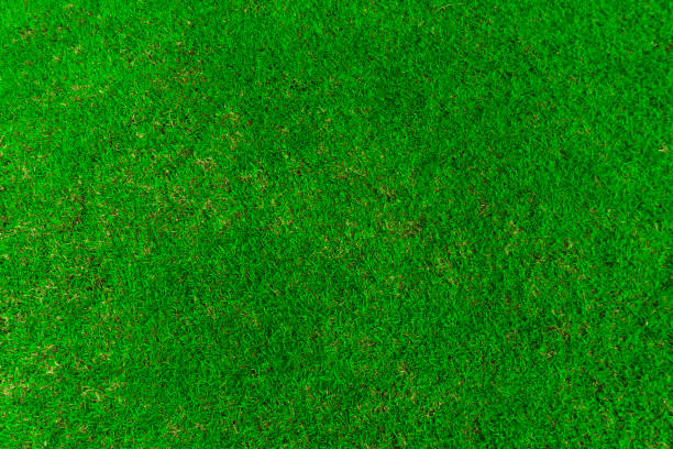 istock Top view of green grass field 1202416521