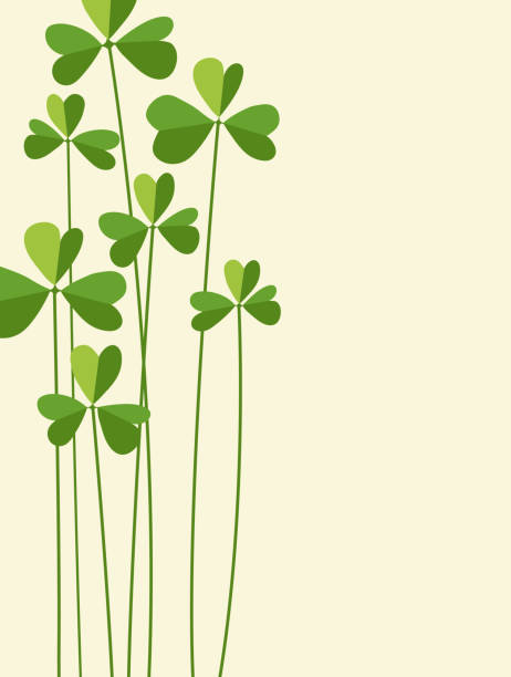 st. patrick es day design mit großen shamrocks. - clover celebration event sparse simplicity stock-grafiken, -clipart, -cartoons und -symbole