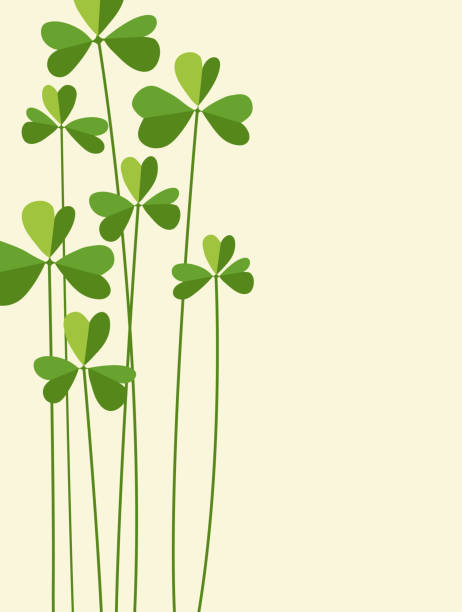 St. Patrick's Day design with tall Shamrocks. St. Patrick's Day design with tall cartoon Shamrocks. Space for text. Vector design for banners, greeting cards, flyers, invitations. clover celebration event sparse simplicity stock illustrations