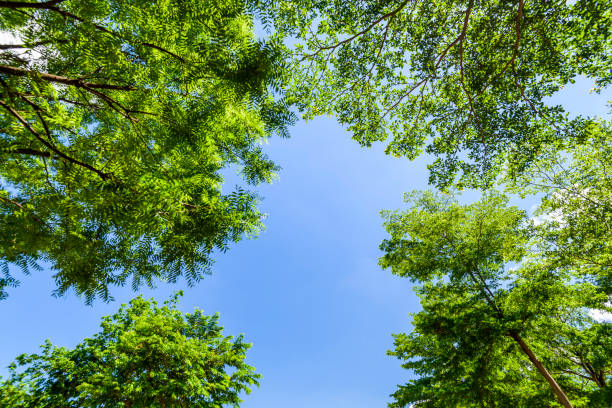 istock Green trees with blue sky as background 1202422397