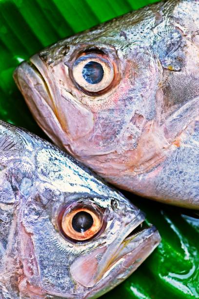 Closed up fish's eyes - green leaf background.