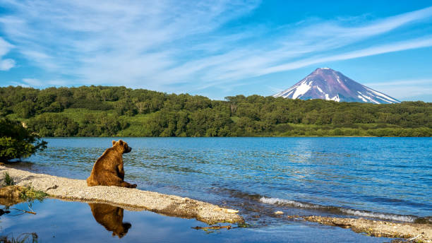 Bear Sits on the Shore of Kuril Lake. Bear Sits on the Shore of Kuril Lake and Looks at Ilinsky Vulcan wildlife reserve photos stock pictures, royalty-free photos & images