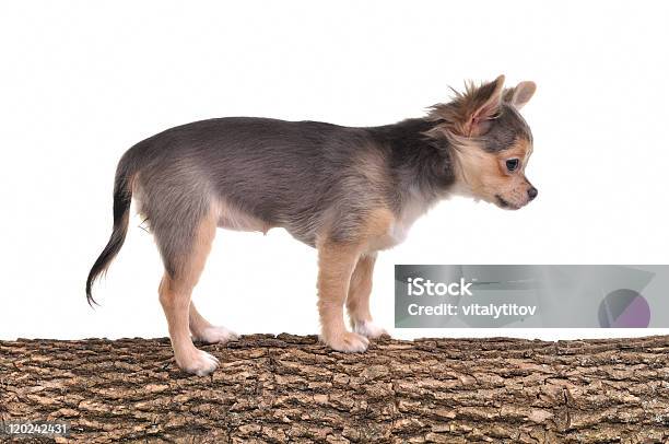 Bardziej Posłuszne Chihuahua Puppy Stać Na Pień Drzewa Na Funkcjonalność Kursu - zdjęcia stockowe i więcej obrazów Białe tło