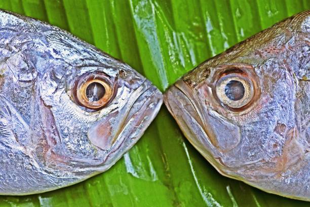 Closed up fish's eyes - green leaf background.