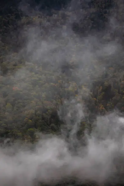 Photo of Aerial View Dense Green Forest Covered by Layer of Fog - Mist - Blue Ridge Mountains