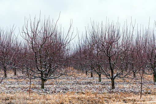 Red apples in the apple garden