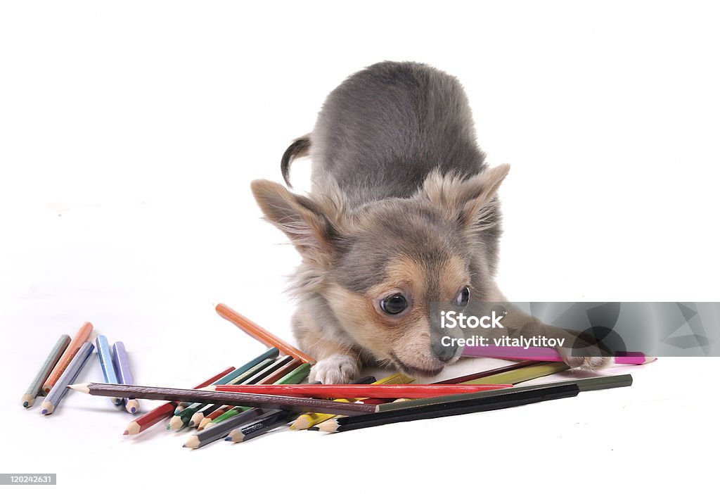 타바스코 강아지 게임하기, 색상화 연필, 페인팅 사진 - 로열티 프�리 개 스톡 사진