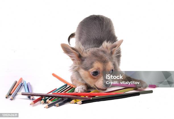 타바스코 강아지 게임하기 색상화 연필 페인팅 사진 개에 대한 스톡 사진 및 기타 이미지 - 개, 연필, 가축