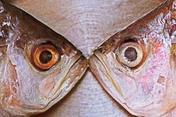 Closed up fish's eye.