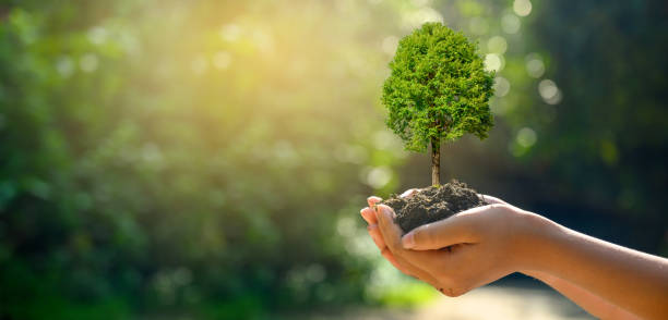 w rękach drzew rosnących sadzonek. bokeh zielony tło kobieta ręka trzymająca drzewo na trawie pola przyrody koncepcja ochrony lasu - tree men nature human hand zdjęcia i obrazy z banku zdjęć