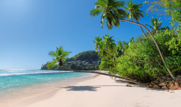 istock Coconut palms on exotic tropical beach 1202427807