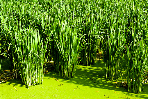 Zizania latifolia crop in water