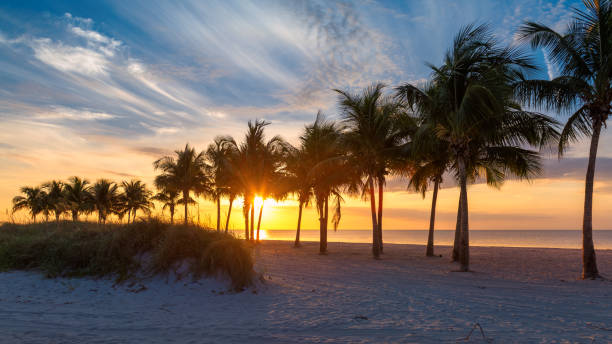 istock Sunrise at palm trees on tropical beach 1202427878