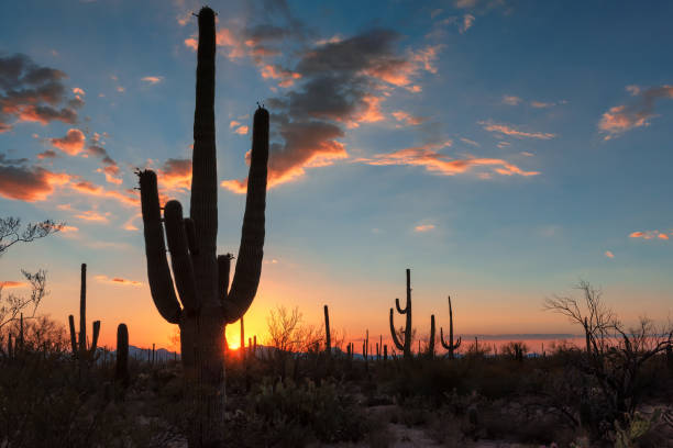 istock Sunset at Saguaro desert 1202427884