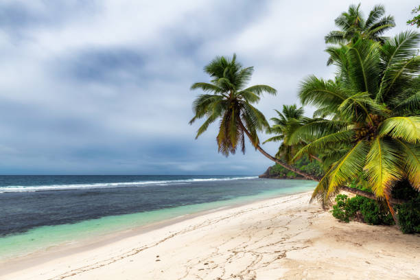palmeras en playa tropical con cielo dramático - rain monsoon rainforest storm fotografías e imágenes de stock
