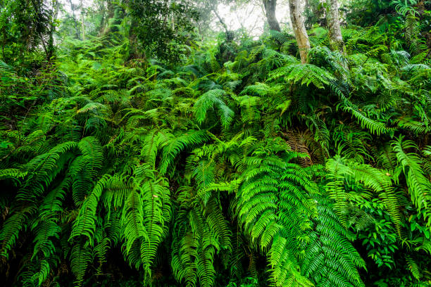 istock Natural green fern in the forest 1202432199