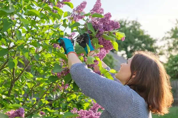 Spring season flowers, female gardener in gloves with secateurs cutting lilac branches. Garden pruner in hands mature female, sunny spring day countryside