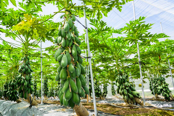 istock Group of green papaya on the tree 1202432263