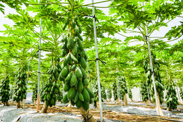 istock Group of green papaya on the tree 1202432353