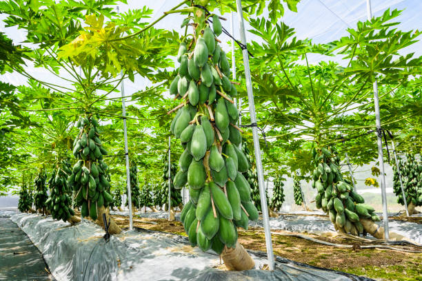 istock Group of green papaya on the tree 1202432372