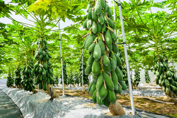 istock Group of green papaya on the tree 1202432377