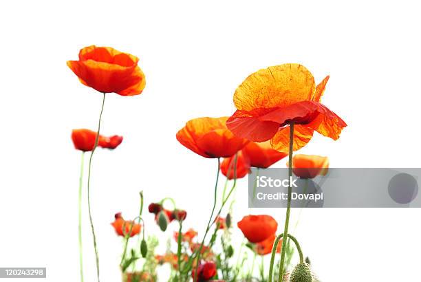 레드 Poppies 0명에 대한 스톡 사진 및 기타 이미지 - 0명, 계절, 꽃-꽃의 구조