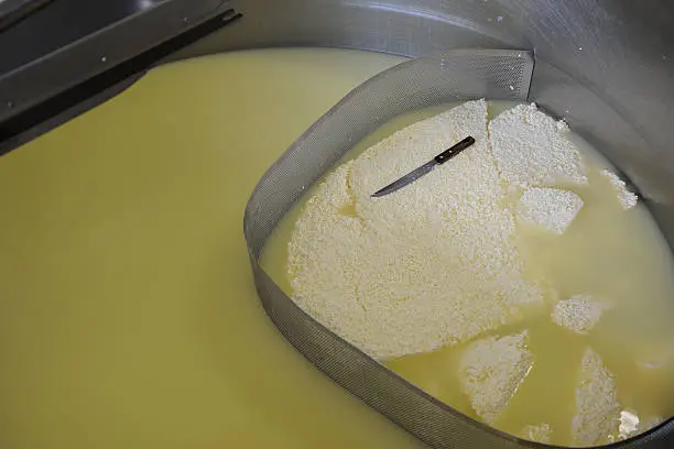 The production of biological cheese in a stainless steel tank at a cheese farm in The Netherlands. Cheese consists of proteins and fat from milk. It is produced by coagulation of the milk protein casein. Typically, the milk is acidified and addition of the enzyme rennet causes coagulation. The solid parts are here collected to be lifted from the tank and to be pressed into final form.