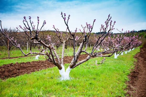 istock Pink flowers blooming peach tree at spring. Spring blooming, Abstract background. Banner. Selective focus. 1202434608
