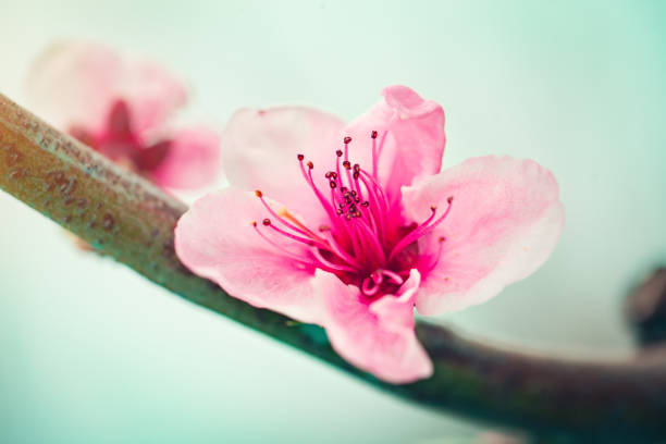 Pink flowers blooming peach tree at spring. Spring blooming, Abstract background. Banner. Selective focus. Horizontal.