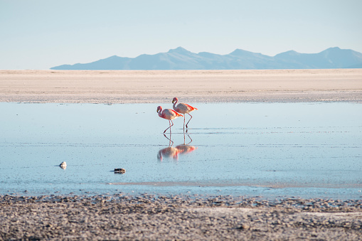 two pink flamingos at famous Salar de Uyuni salt flats in Bolivia