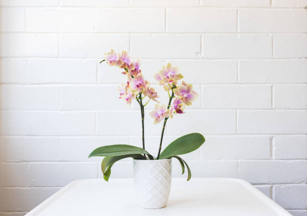 Yellow and purple moth orchid on white table