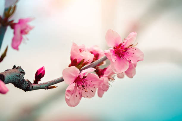 istock Pink flowers blooming peach tree at spring. Spring blooming, Abstract background. Banner. Selective focus. 1202435335