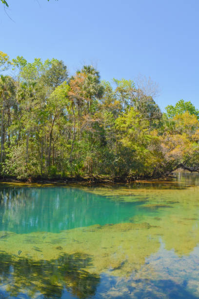 istock A beautiful river with a deep pool at Homasassa Springs State Park in Homasassa, Florida 1202435378