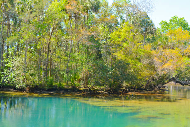 istock A beautiful river with a deep pool at Homasassa Springs State Park in Homasassa, Florida 1202435396