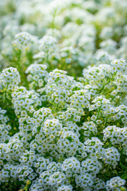 istock Flowers are alyssum close-up 1202435413