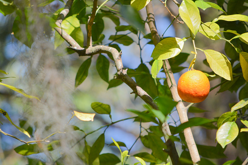 An orange ready to pick in Tampa, Florida USA