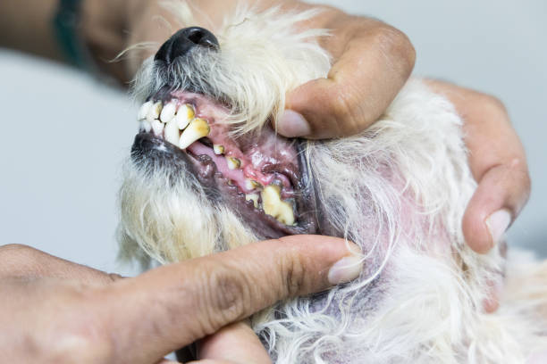 istock Veterinarian inspecting dog teeth with plaque, cavity,  gingivitis problem 1202435636