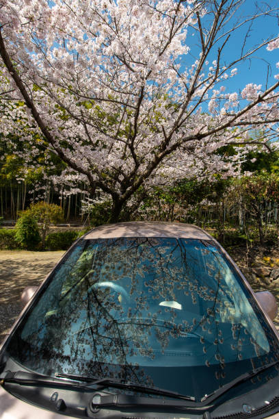 istock Cherry blossoms reflected on the windshield of the car 1202436285
