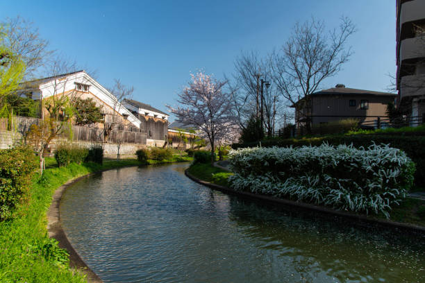 istock Curving canal and cherry blossoms 1202436527