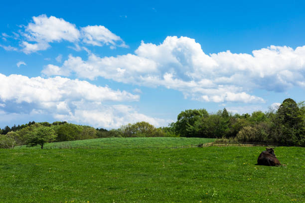 highland ranch landscape under the blue sky３ - mor imagens e fotografias de stock