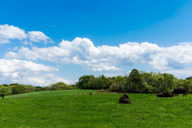 paesaggio ranch highland sotto il cielo blu1 - farm florida cattle travel locations foto e immagini stock
