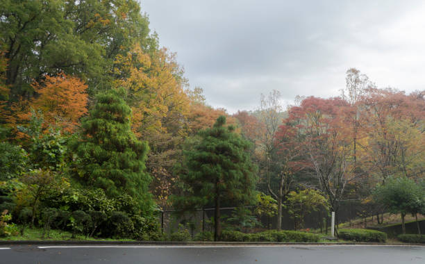 istock Natural Japanese Landscape of Forest 1202440365
