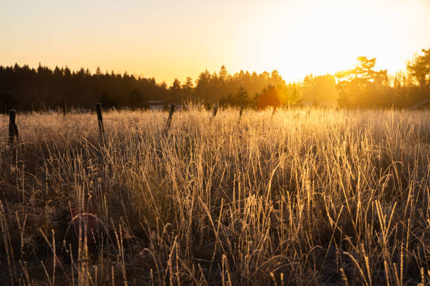 istock Dry grass on field at sunset in winter 1202440596