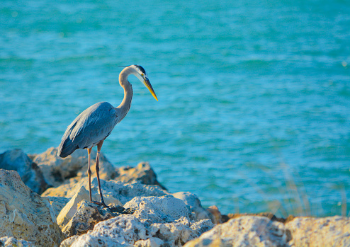 Muttrah, Muscat, Oman: western reef heron or egret (Egretta gularis) on shallow coastal water of the Arabian Sea / Gulf of Oman - this species is found mainly on the coasts of West Africa and from the Red Sea to India. In southeastern Europe it is a very rare vagrant. It nests in colonies, often with other wading birds , usually on platforms made of branches and twigs in trees or bushes. The clutch usually consists of two to three eggs.