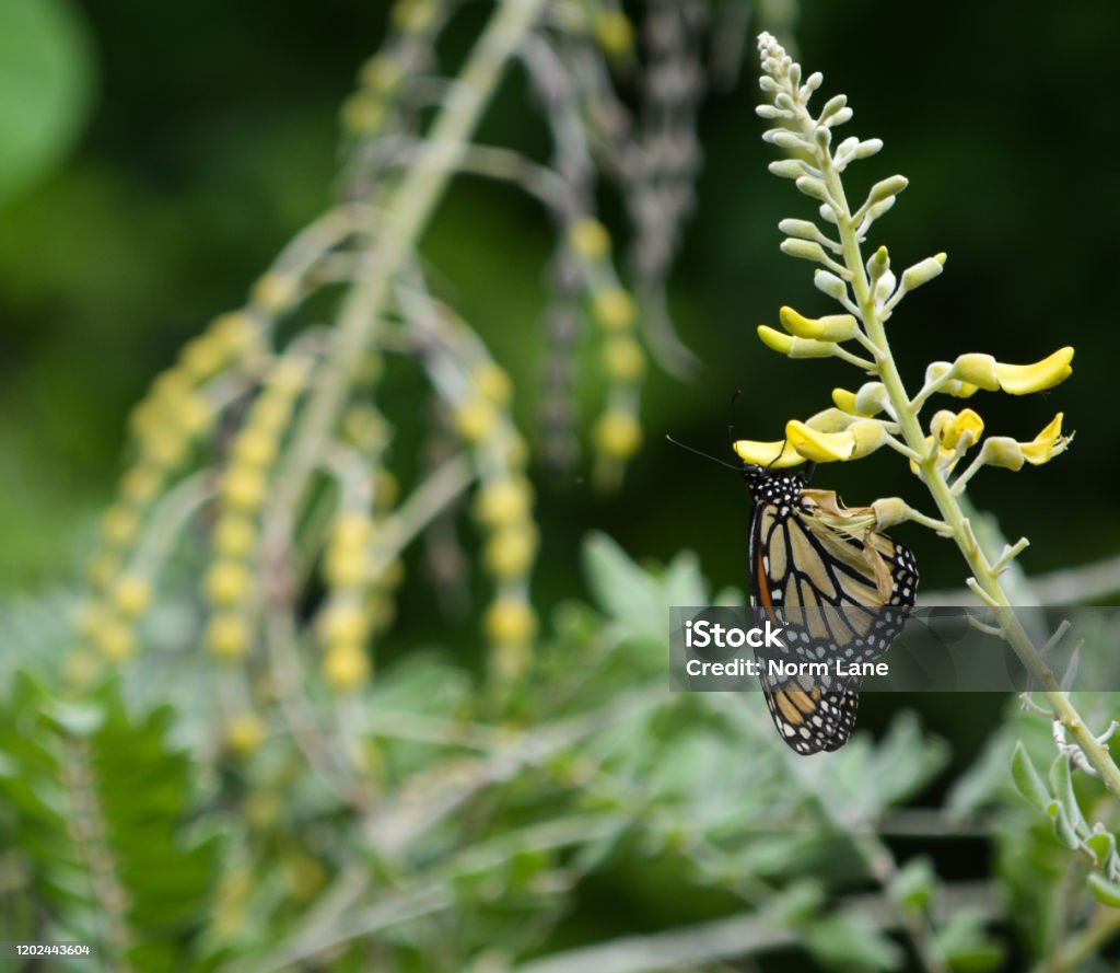 蝶が野生の開花植物に上陸しましたラーゴ アメリカ合衆国のストックフォトや画像を多数ご用意 アメリカ合衆国, チョウ, フロリダ州