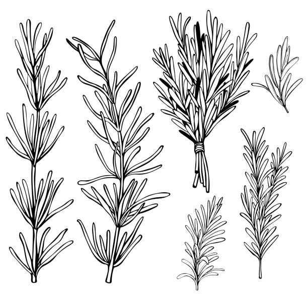 illustrations, cliparts, dessins animés et icônes de romarin. illustration d'esquisse de vecteur. - rosemary herb isolated ingredient