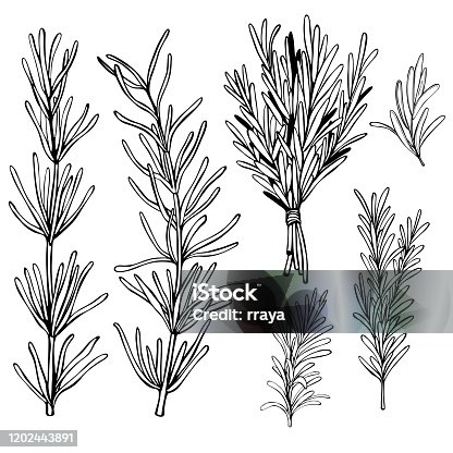 istock Rosemary. Vector sketch  illustration. 1202443891